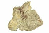 Partial Oreodont (Merycoidodon) Upper Skull - South Dakota #270139-1